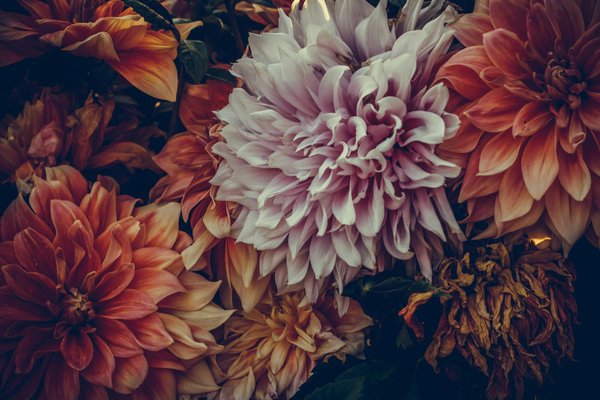 Idées tendance pour vos clôtures en bois à caen